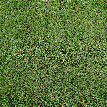 Turfgrass identificationpng